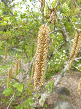 Image of Himalayan Birch