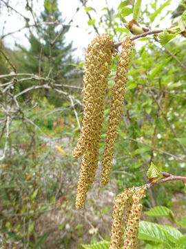 Image of Himalayan Birch