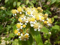 Image de Alloispermum integrifolium (DC.) H. Rob.