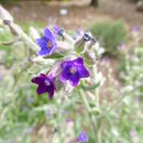 Image of Anchusa undulata subsp. granatensis (Boiss.) Valdés