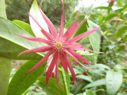 Image de Illicium floridanum Ellis