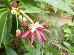 Image de Illicium floridanum Ellis