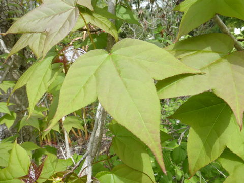 Image of Liquidambar acalycina H. T. Chang