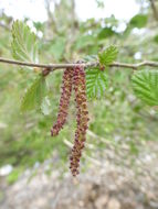 Image of Ostryopsis nobilis Balf. fil. & W. W. Sm.