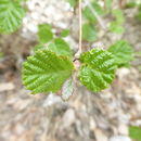 Image of Ostryopsis nobilis Balf. fil. & W. W. Sm.