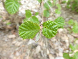 Image of Ostryopsis nobilis Balf. fil. & W. W. Sm.