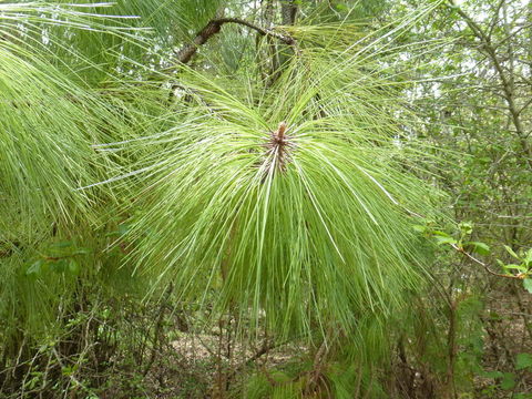 Image de Pinus oocarpa Schiede ex Schltdl.