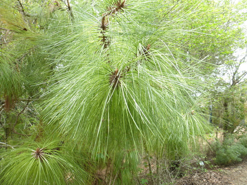 Image de Pinus oocarpa Schiede ex Schltdl.