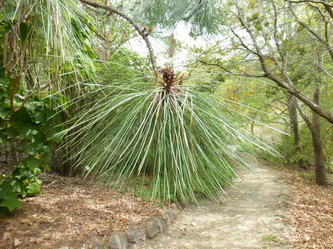 Image of Hartweg's Pine