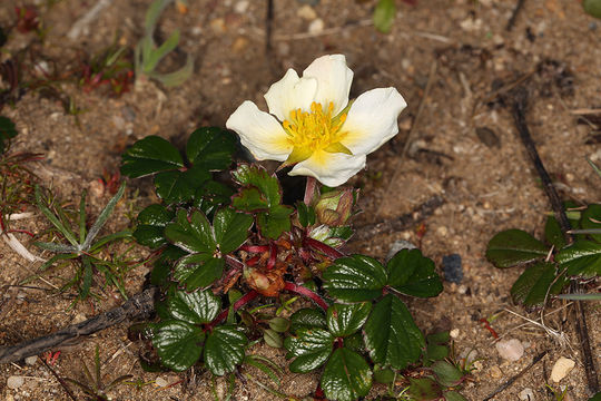 Image de Fragaria chiloensis (L.) Duchesne