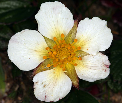 Imagem de Fragaria chiloensis (L.) Duchesne