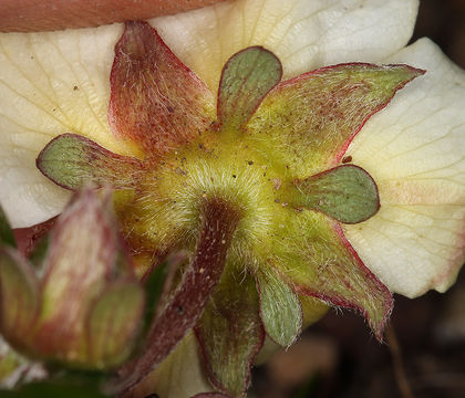 Image of beach strawberry