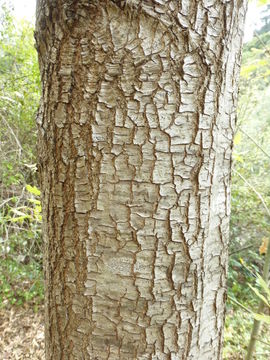 Image of Chisos red oak