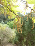 Image of Chisos red oak