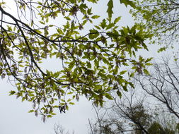 Image of Chisos red oak