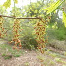 صورة Quercus ilicifolia Wangenh.