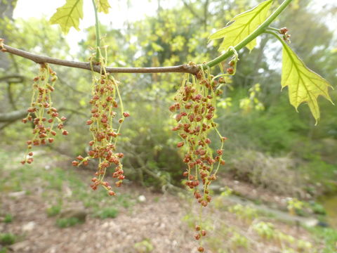 Image of Bear Oak