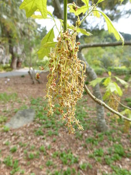 Image of Bear Oak