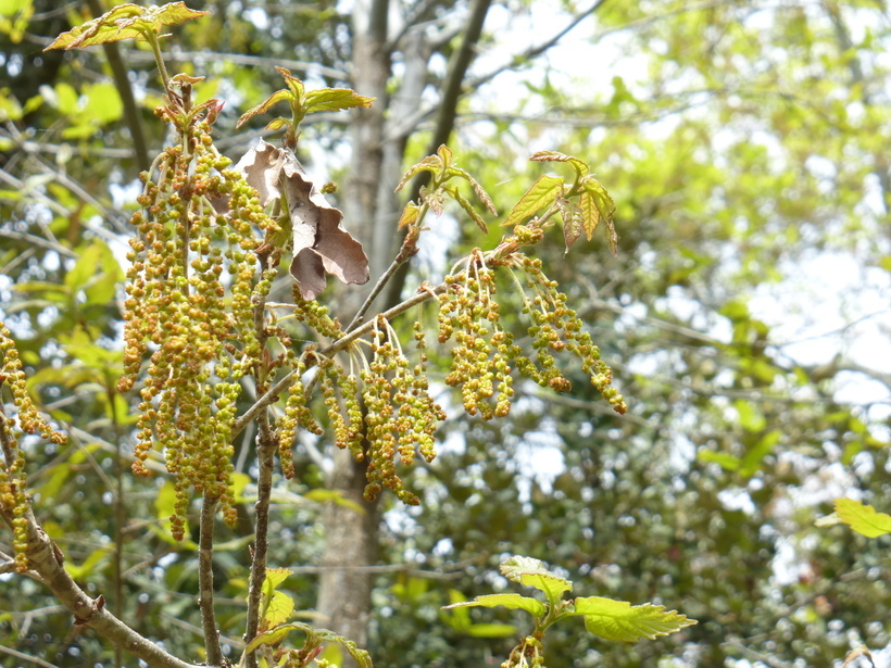 Image of Quercus laeta Liebm.