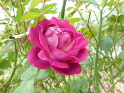 Image of Chinese rose