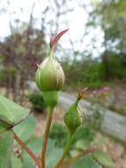 Image of Chinese rose