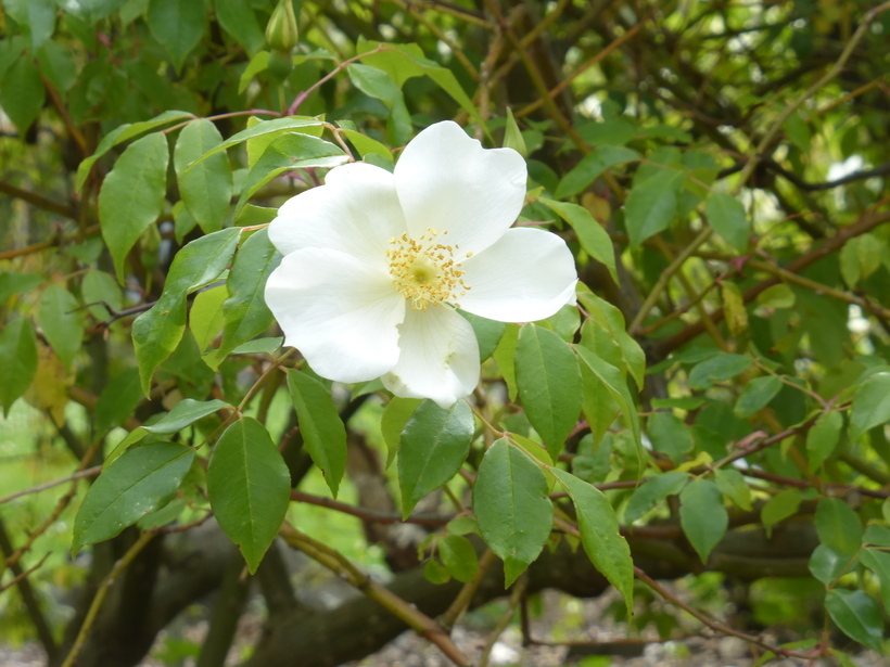 Image of Rosa odorata var. gigantea (Collett ex Crép.) Rehd. & E. H. Wilson