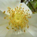 Image of Rosa odorata var. gigantea (Collett ex Crép.) Rehd. & E. H. Wilson