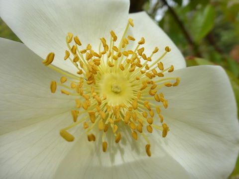 Image de Rosa odorata var. gigantea (Collett ex Crép.) Rehd. & E. H. Wilson