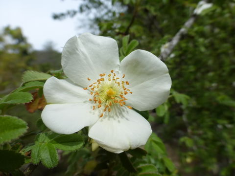 Image of Rosa sericea Lindl.