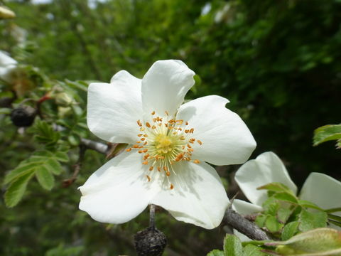 Rosa sericea Lindl. resmi