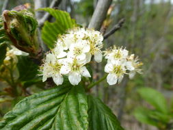 Image of <i>Sorbus meliosmifolia</i>