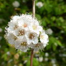 Plancia ëd Spiraea henryi Hemsl.