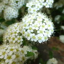 Image of Spiraea blumei G. Don