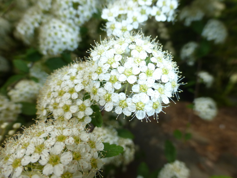 صورة Spiraea blumei G. Don