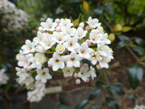 Viburnum utile Hemsl. ex Forb. & Hemsl. resmi