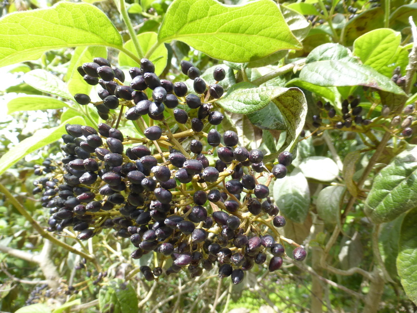 Image of <i>Viburnum tinus</i> ssp. <i>rigidum</i>