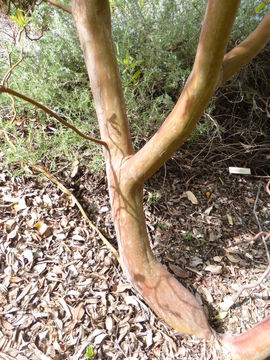 Image of Greek Strawberry-tree