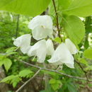 Plancia ëd Halesia carolina L.