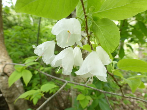 Imagem de Halesia carolina L.