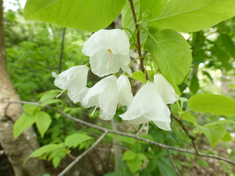 Image de Halesia carolina L.