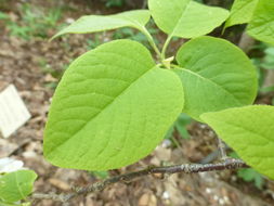 Image de Halesia carolina L.