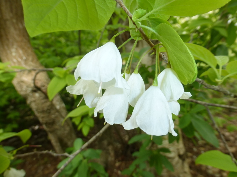 Image de Halesia carolina L.