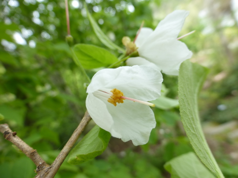 Imagem de Halesia carolina L.