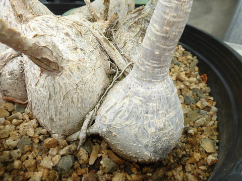 Image of <i>Ficus palmeri</i>