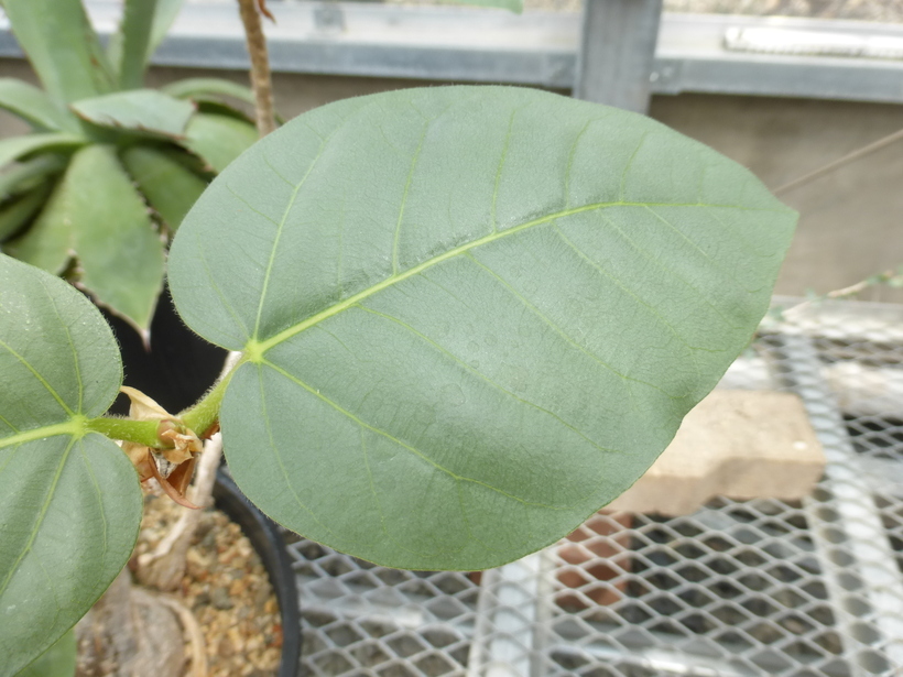Image of <i>Ficus palmeri</i>