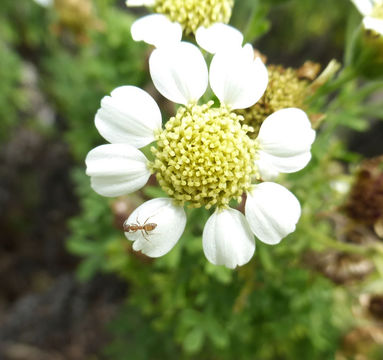 Bahia ambrosioides Lag. resmi