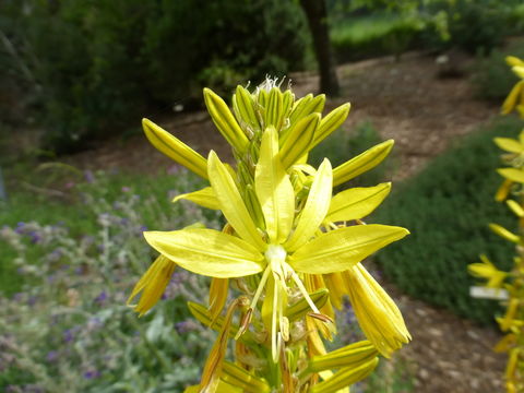 Image de Asphodeline lutea (L.) Rchb.