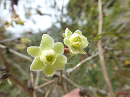 Image de Berberis sanguinea Franch.