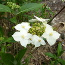 Sivun Hydrangea chinensis Maxim. kuva