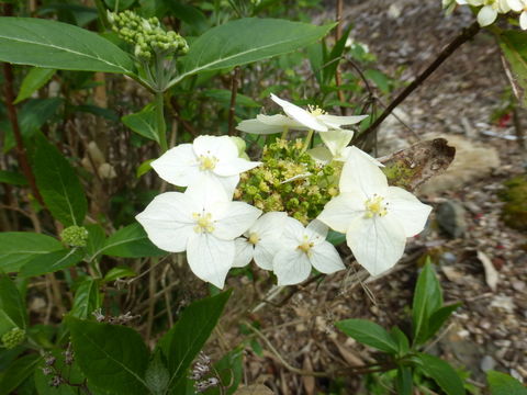 Image of Hydrangea chinensis Maxim.